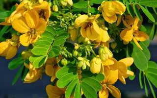 Кассия тора поможет справиться с лишим весом, улучшить зрение, наладить работу организма в целом